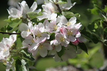  White fresh apple tree bud fertile blossom

