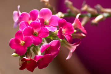 Flores de Kalanchoe