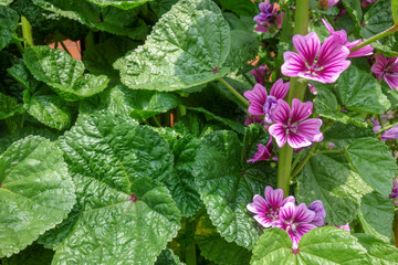 春に咲いたマロウの花
