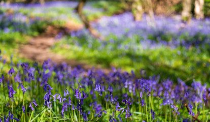Wild bluebells beneath the trees, photographed at Pear Wood next to Stanmore Country Park in Stanmore, Middlesex, UK