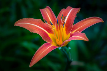 Obraz premium Close-up view of one blooming lily flower