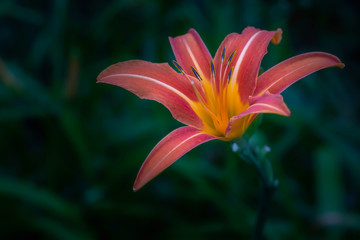 Obraz premium Close-up view of one blooming lily flower