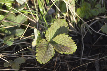 green leaves on a branch