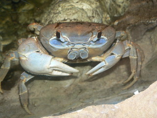 krab © Dariusz