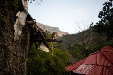A monkey sits on the edge of a house