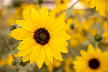 Spring sunflowers in the garden, a sunny day