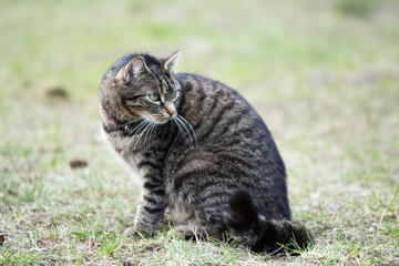 Naklejka na ściany i meble Striped grey tabby cat sitting on the grass, looking back, watchful