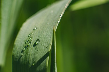 Trawa makro © Artur