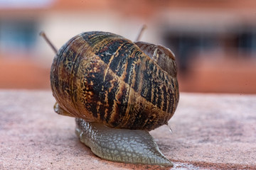 Land snail moving after a recent rain down an urban terrace in search of a neighboring garden in which to settle