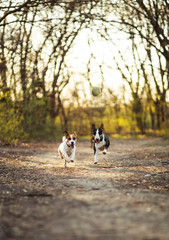 two dogs running after ball jack russell and bull terrier