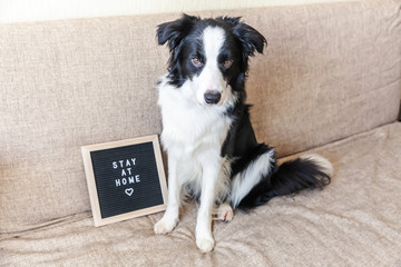 Stay home. Funny portrait of cute puppy dog on couch with letter board inscription STAY AT HOME word. New lovely member of family little dog at home indoors. Pet care animal life quarantine concept.