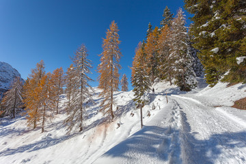 Path in the snow near a orange larch forest, Mount Pelmo, Dolomites, Italy