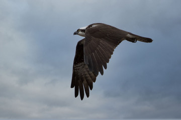 osprey in flight