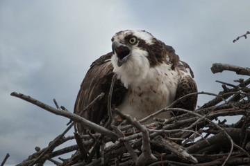 angry osprey in nest