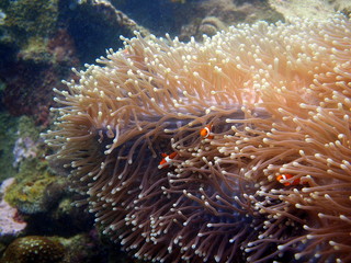 Obraz na płótnie Canvas Clown Fish Swimming By Sea Anemone