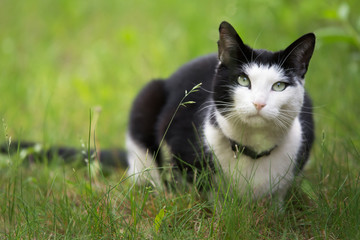 Fototapeta na wymiar Black and white cat lying in the grass, looking straight ahead - copy space