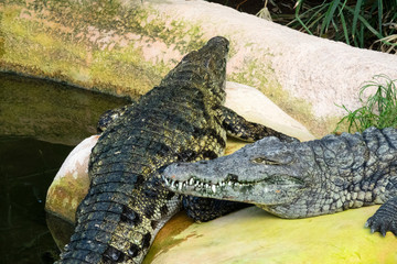 couple de Crocodiles du Nil 