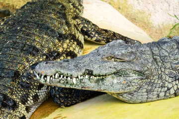 Groupe de Crocodiles du Nil 