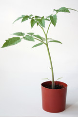 Tomato seedling grows in a brown pot. A pot with a plant stands on a light background.  Vertical close-up.