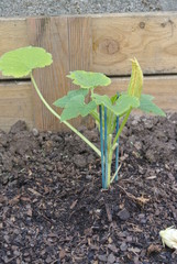 Naissance de fleur de courgette
