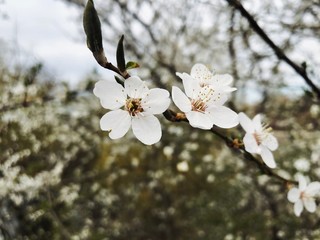 spring white blossom close up