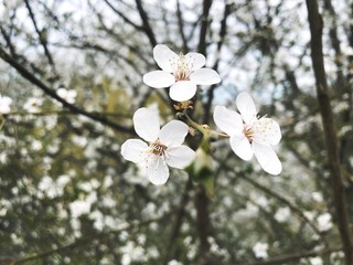 spring white blossom close up
