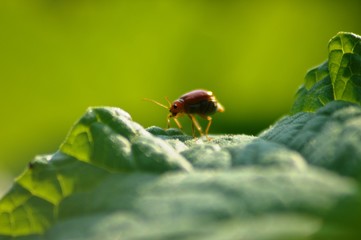 Insect on leaf
