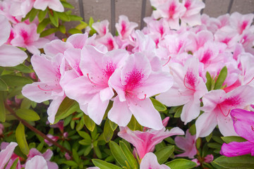 屋外に咲いたピンクのツツジの花