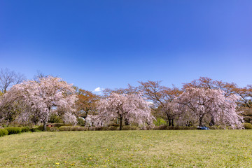 春の羊山公園