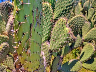Cactus en Gran Canaria