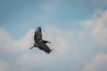 Openbill Stork
