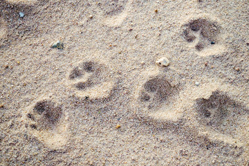 Die Pfotenabdrucke eines kleinen Hundes sind deutlich im Sand zu sehen.