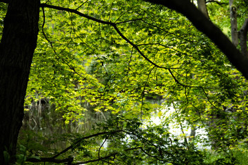 
maple tree in the park