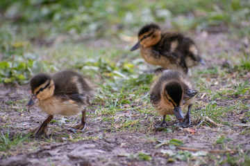 K&uuml;cken in der Nahaufnahme