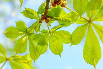 Green chestnut leaves close-up on a background of blue sky in the sun. Natural spring background. Spring concept.

