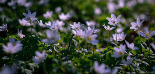 Wood anemone Flower carpet Nature Spring