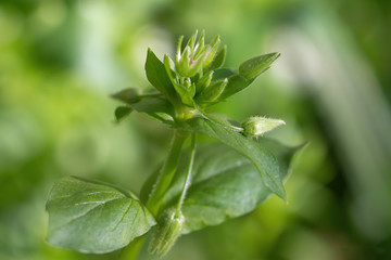 Chickweed , Stellaria media. Young taste very gently with flavour of nuts.