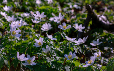 Wood anemone Flower carpet Nature Spring