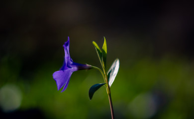 Obraz na płótnie Canvas single purple flower vinca minor macro low key nature backgrounds