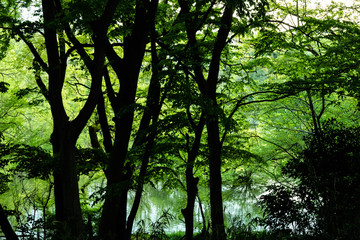 trees in the forest