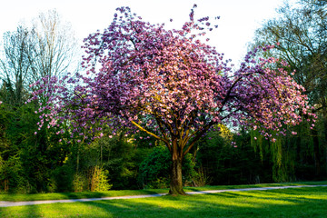 Blühender Kirschbaum in Emden