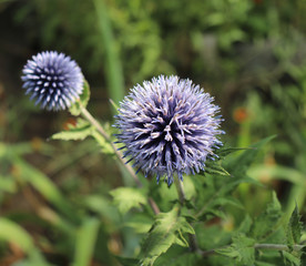 The Globe Thistle, Veitch's Blue, Echinops ritro in the garden in summer. Thistle blue flower.Medicinal plant.