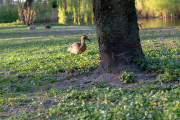 Enten in der Nahaufnahme
