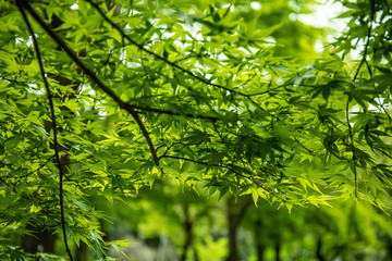 green maple in the park