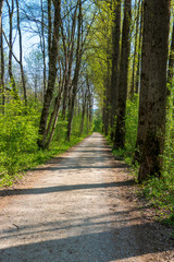 Allee mit Schotterstraße im Frühling
