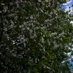 Bird Cherry tree in full bloom at spring garden. Bird-cherry closeup