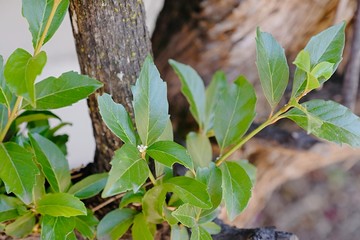 Small white flower at the centre of  jiggered green leaves