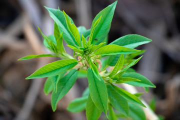 close up of a green plant