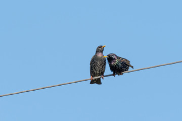 Common Starling (Sturnus Vulgaris)on wire.Wildlife photo