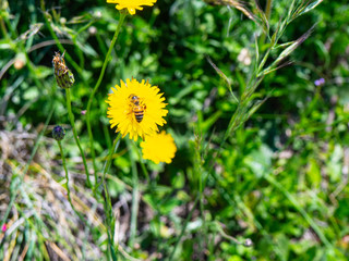 A Bee on a yellow Flower